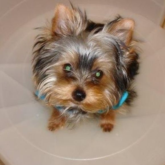 Meet your Posher, Kitkit - Picture 1 of 1